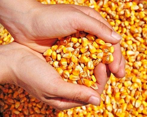 MGI DEVELOPPEMENT Aliment pour volaille et Petits Animaux - Au Choix - Qualité Professionnelle - Origine France (25 kg Maïs)