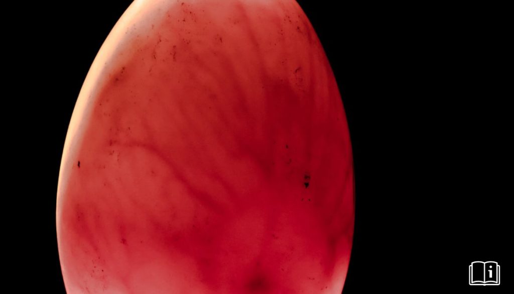Mire-oeuf : Guide complet | Conseils et astuces pour une incubation réussie