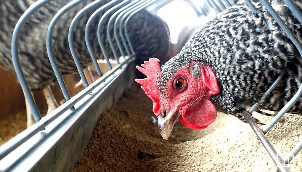 Nourriture de la Poule Pondeuse