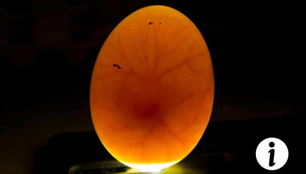 Œuf de poule fécondé : Peut-on le consommer en toute sécurité