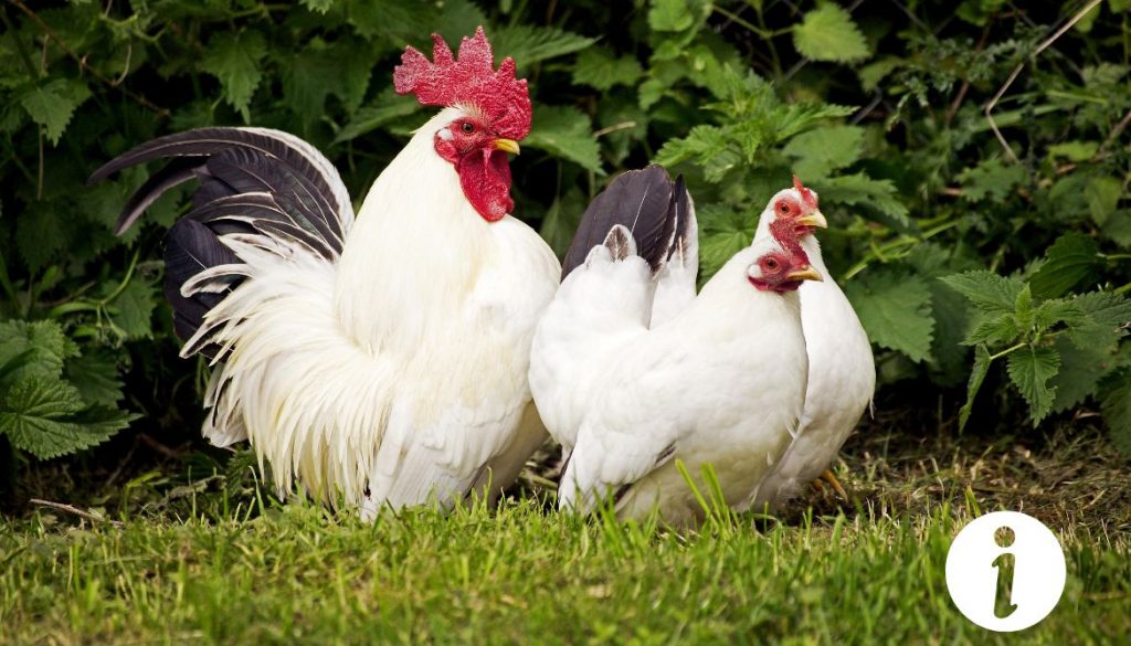 Où acheter une poule Nagasaki ? Guide des ventes et élevages