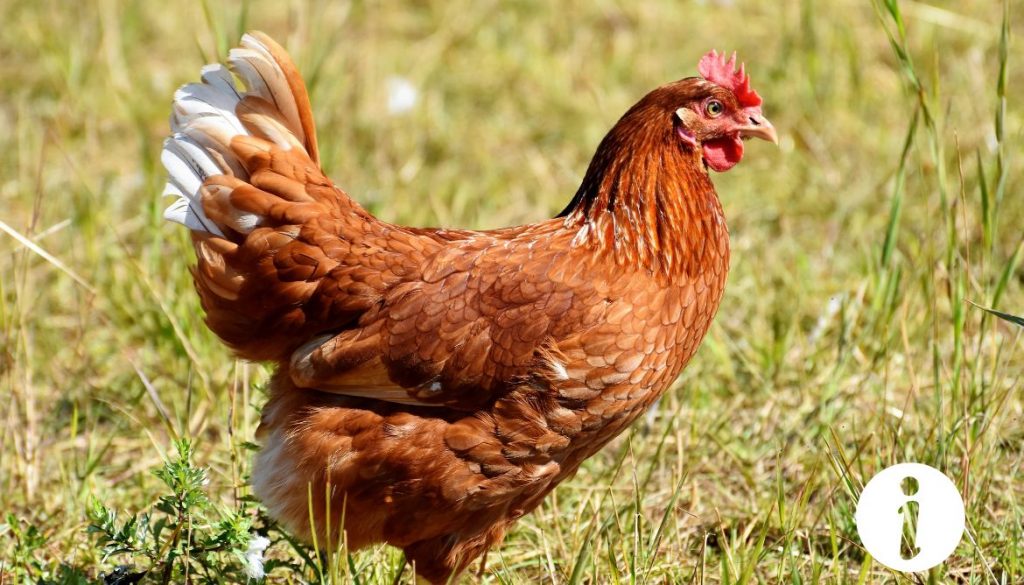 Où acheter une poule Welsumer ? Guide d’achat et d’élevage