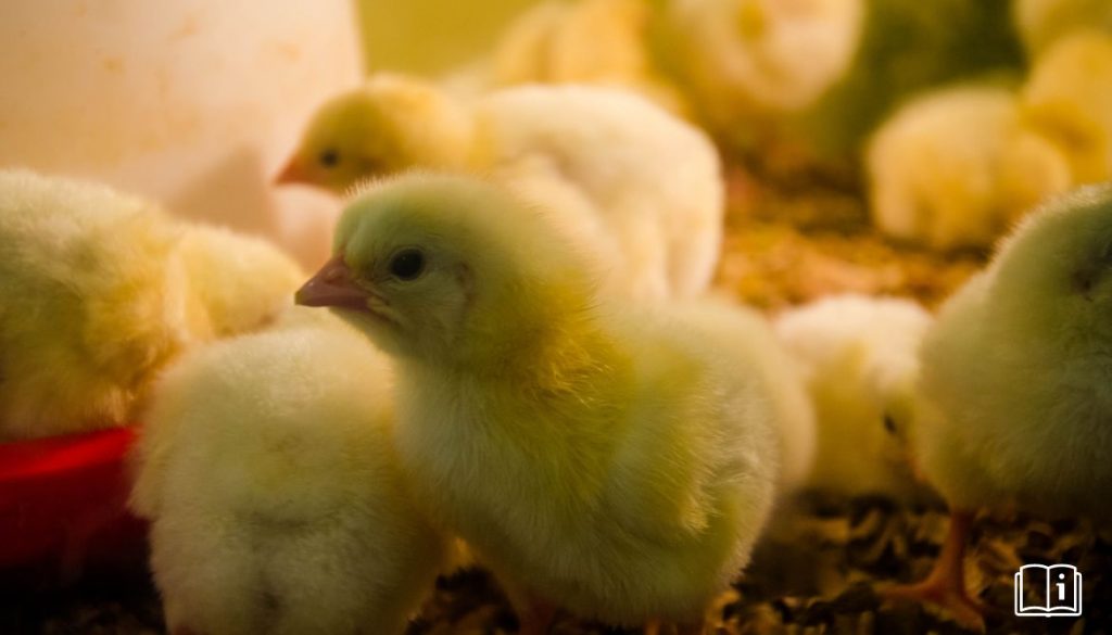 Panneau chauffant poussin | Guide complet et comparatif des meilleurs modèles