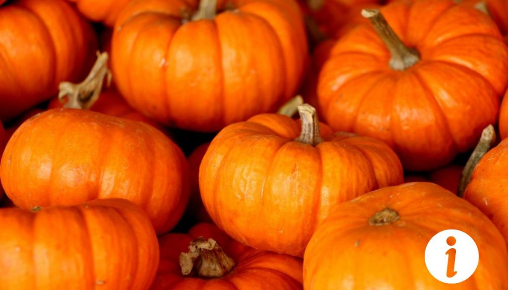 Peau de courge pour les poules : Un aliment bénéfique ou risqué ?