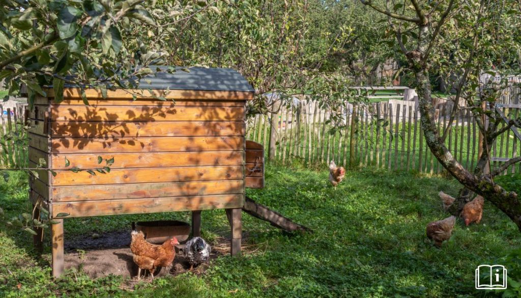 Petit poulailler en bois – Poulailler pour 1 à 3 poules