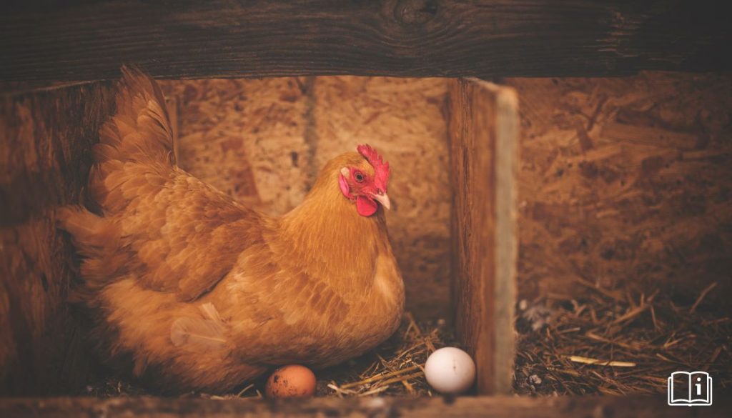 Guide d’Achat Pondoir Poule Pondeuse – Choisir le Meilleur Pondoir pour Votre Poulailler
