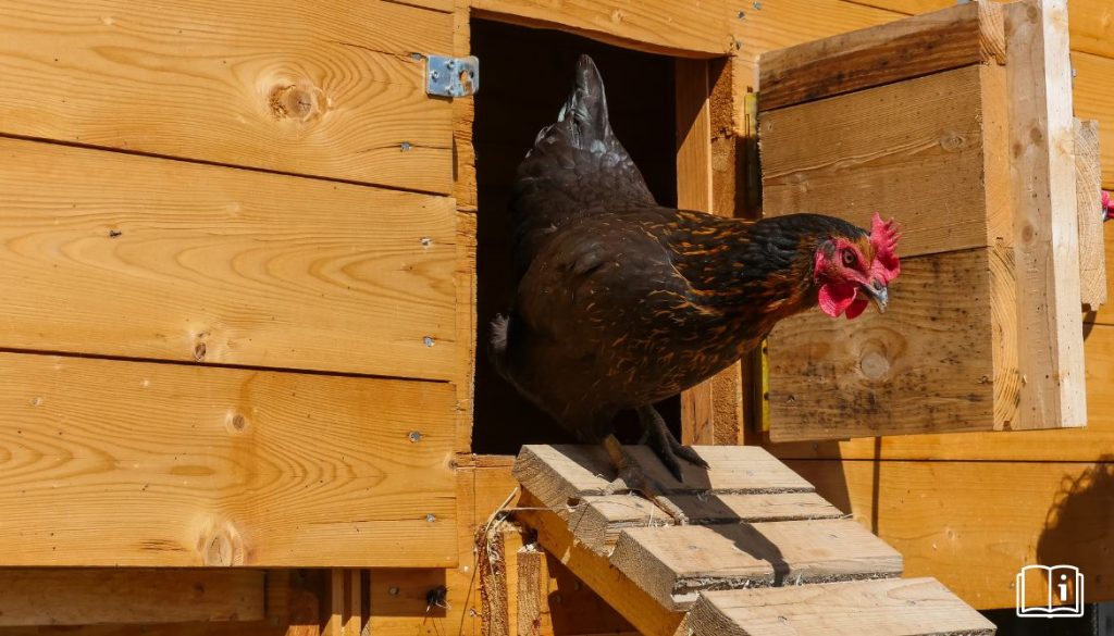 Porte Automatique de Poulailler Solaire – Conseils et Guide