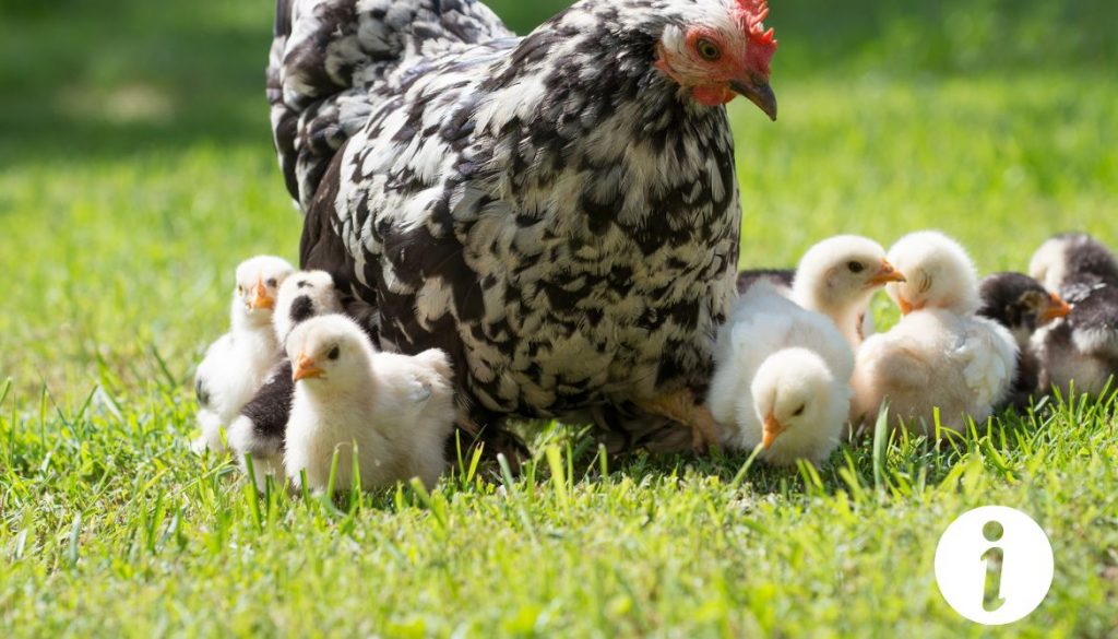 Poule avec le ventre gonflé et dur : Problèmes de santé à surveiller
