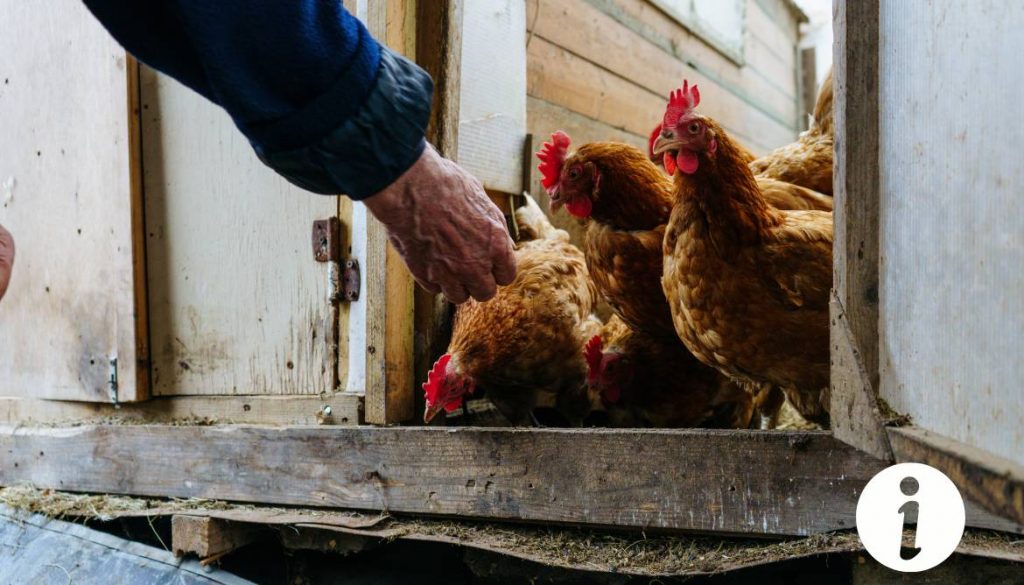 Poule avec le ventre gonflé et mou : causes et solutions à envisager