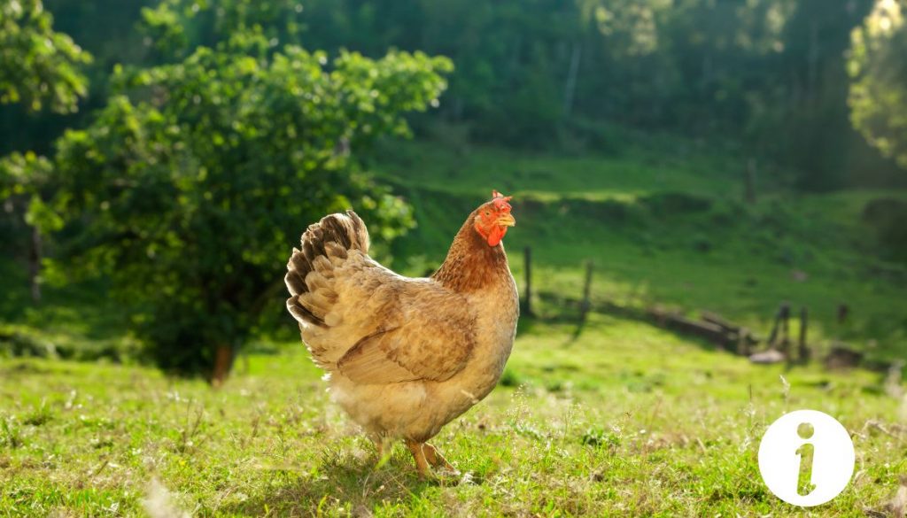 Poule avec un gros ventre : Quels sont les symptômes à surveiller ?