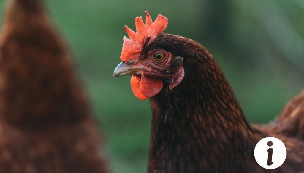 Poule avec un œil fermé : Maladies courantes et traitements