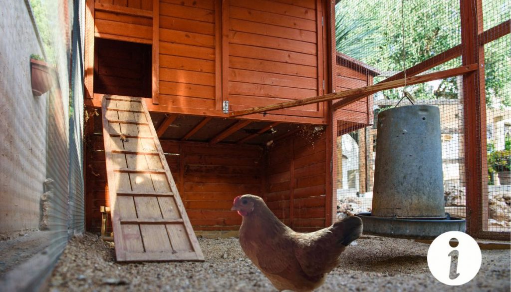 Poule Bendy : Qu'est-ce que cette race de pondeuse exceptionnelle ?