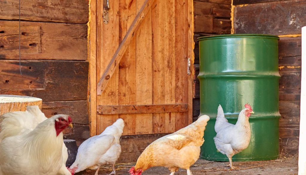 Poule Chantecler : À quel âge commencent-elles à pondre ?