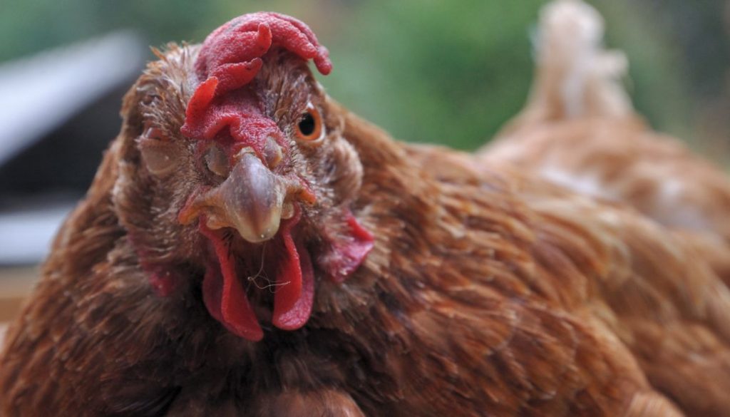 La Crête de Votre Poule Est-elle Tombante ? Causes et Solutions à Connaître