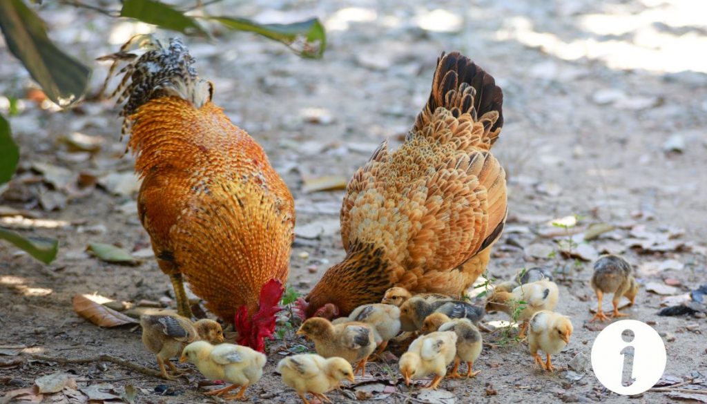 Poule pondeuse ou poule à viande : Quelle race choisir pour un élevage mixte ?