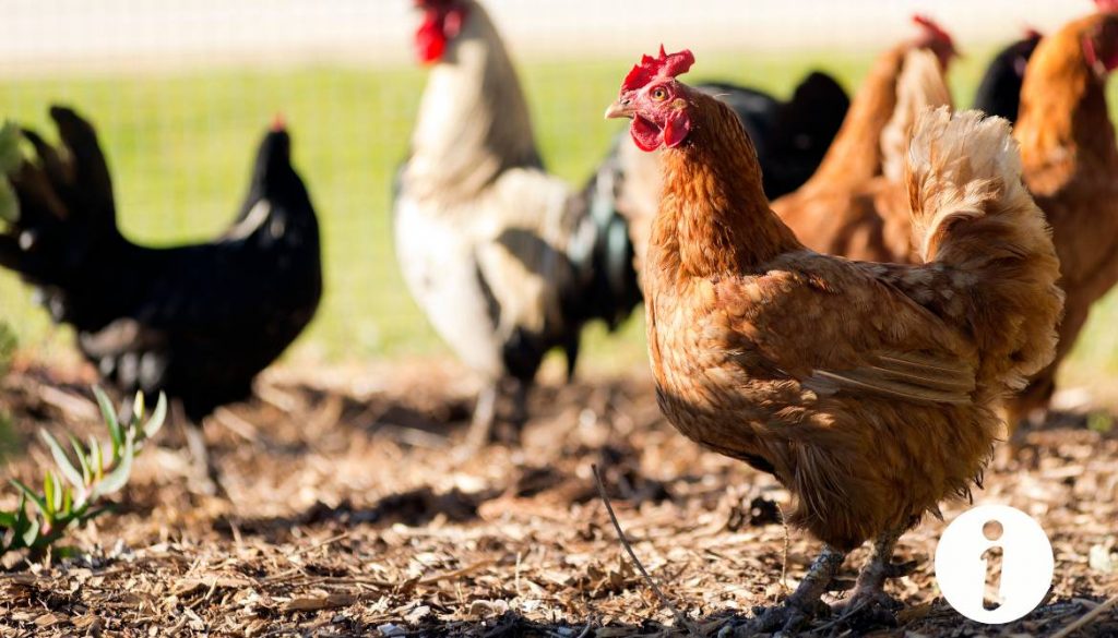 Poule saoule : comment la reconnaître et que faire ?
