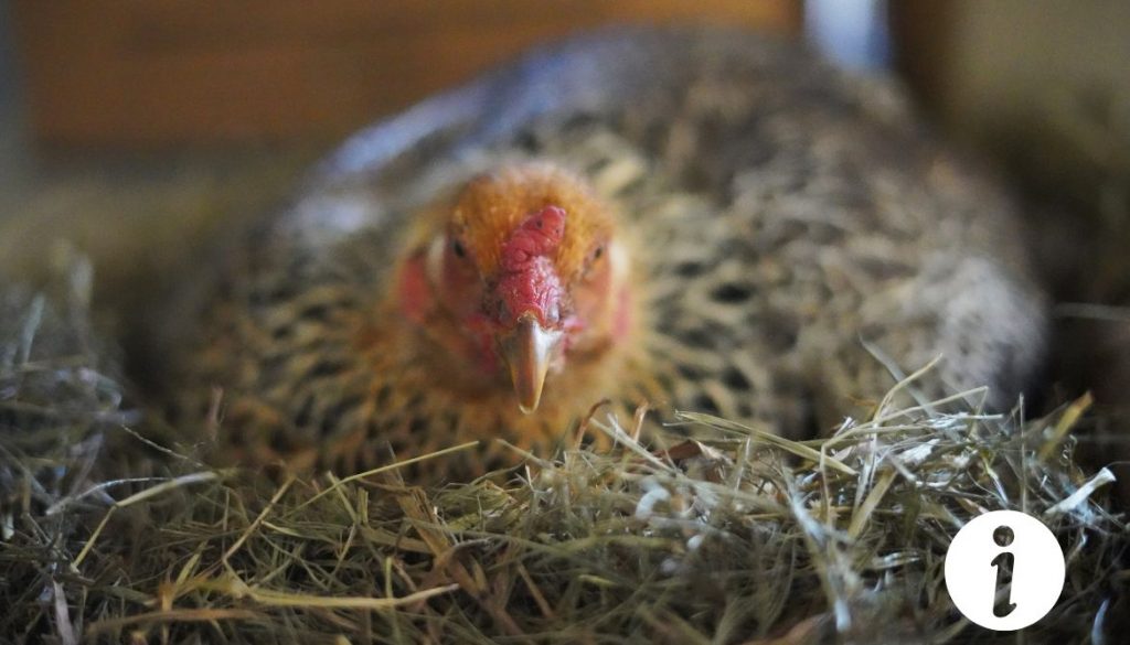 Poule Soie couveuse : Comment prendre soin d'une bonne mère ?