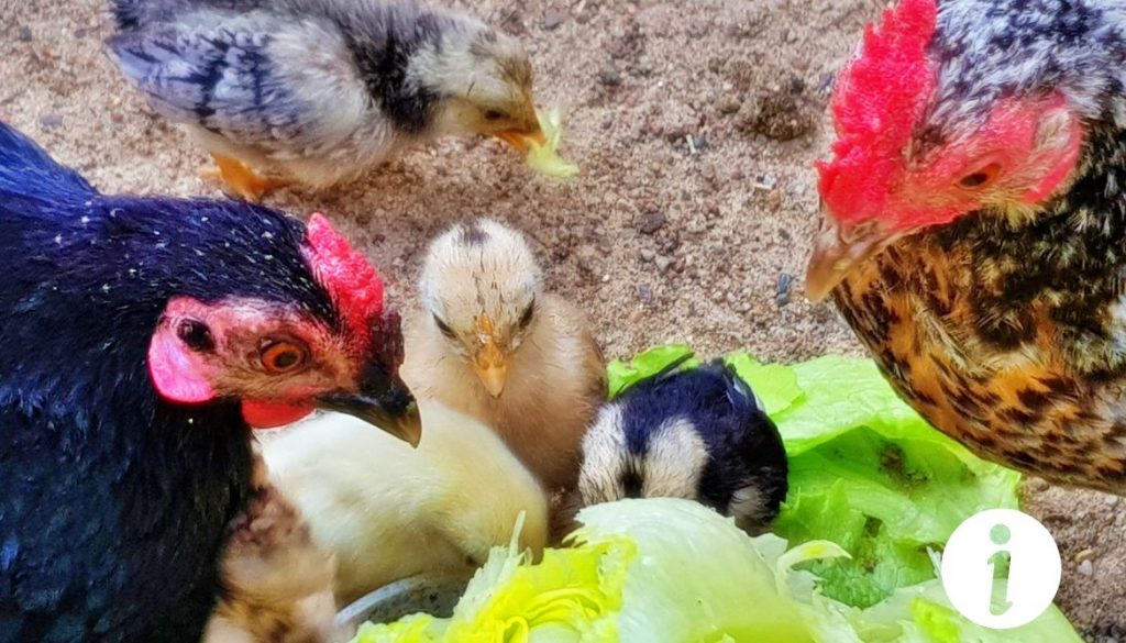 Poules demi-naines : L'équilibre parfait entre taille et productivité
