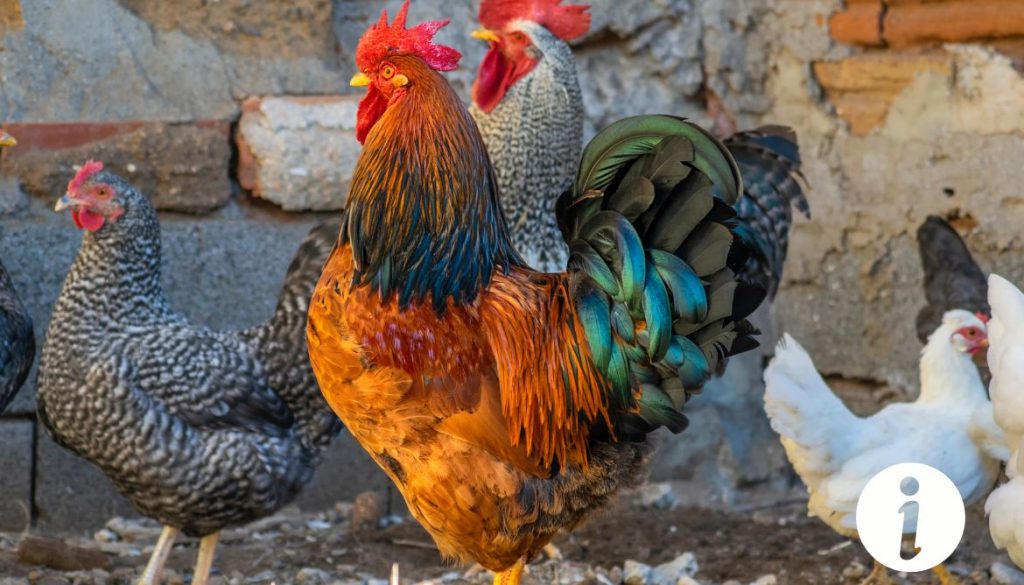 Poules et poulets : Peut-on les élever ensemble sans risques ?