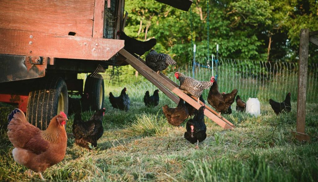 Poules Kabir : caractéristiques et conseils d'élevage