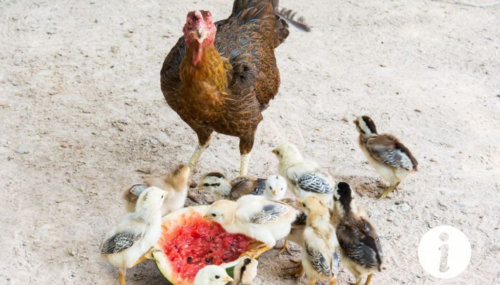 Pourquoi certaines poules mangent-elles leurs poussins ?