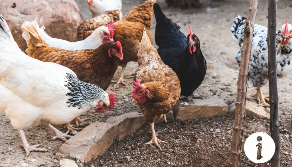 Pourquoi ma poule a-t-elle le croupion déplumé ? Causes et traitements