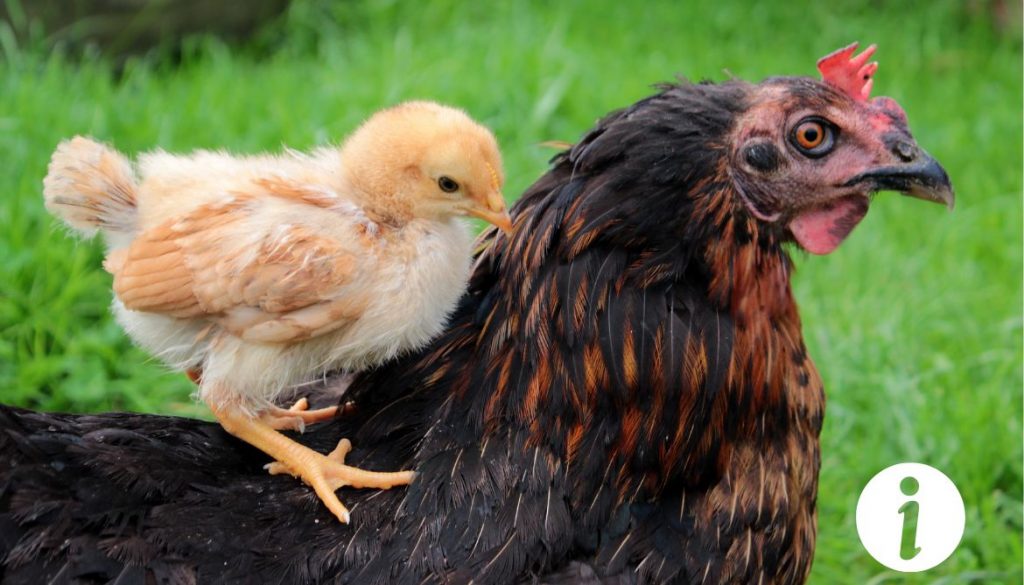 Pourquoi ma poule attaque-t-elle ses poussins ? Causes et solutions