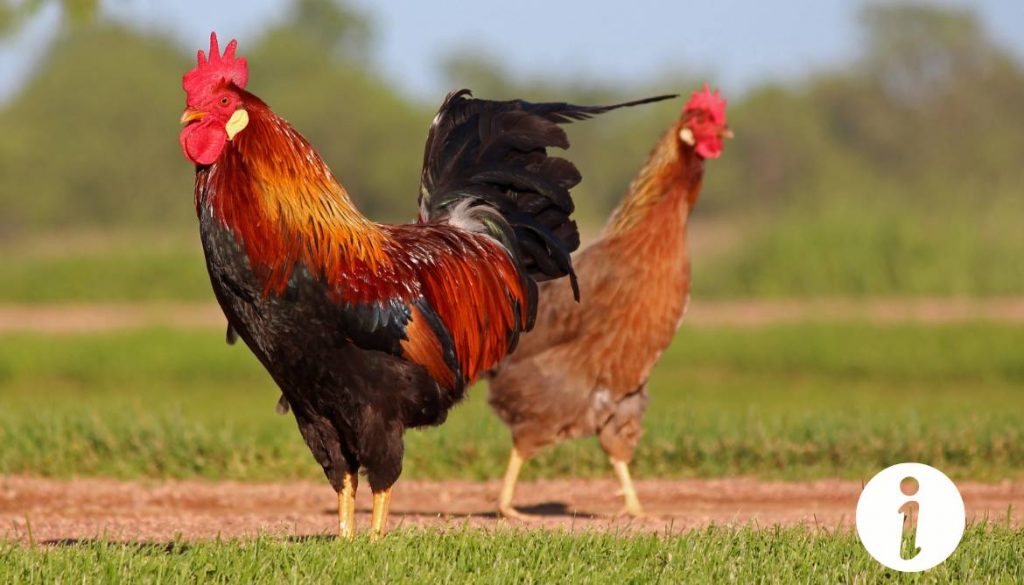 Pourquoi saigner un poulet ? Les raisons derrière cette pratique