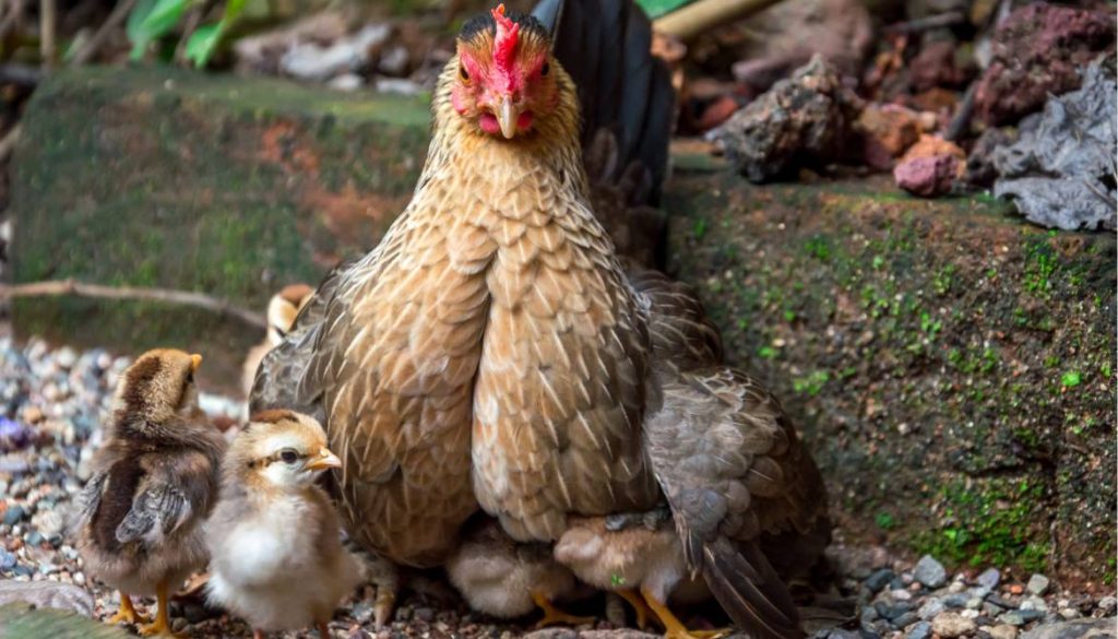 Pourquoi une poule tue-t-elle ses poussins ? Comprendre ce comportement