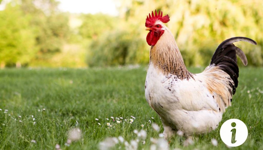 Poux de poule sur chat : que faire pour les traiter ?