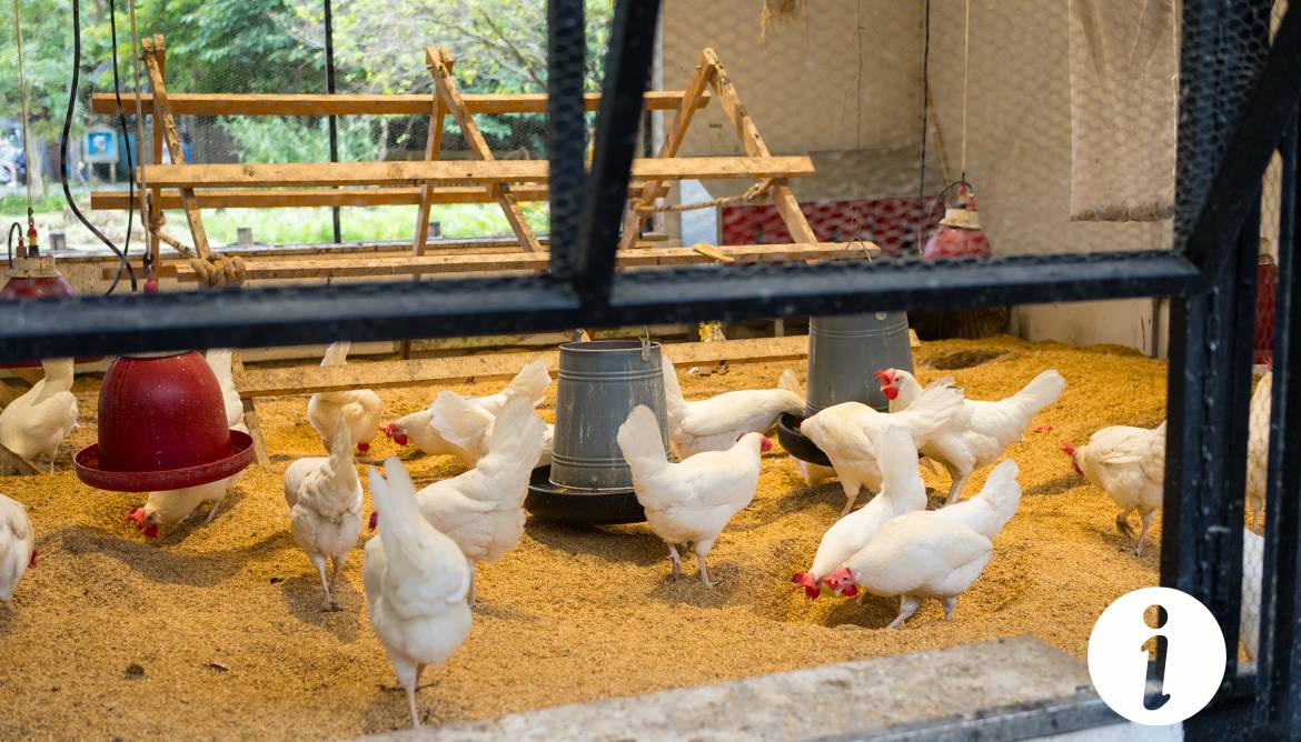 Quand couper les ailes des poules ? Guide pour les éleveurs - L'Atlas