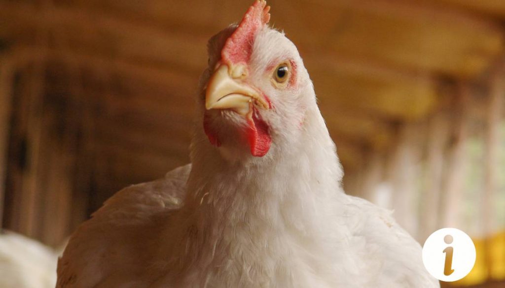Que faire quand une poule saigne ? Étapes à suivre en cas de blessure