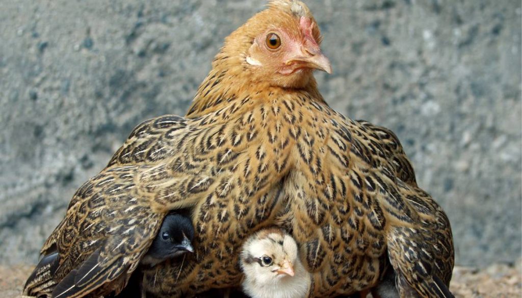 Que faire si un poussin est mort sous la poule ? Conseils pratiques