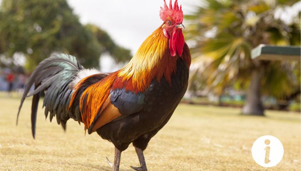 Quel coq choisir pour une poule pondeuse ? Conseils pour un bon élevage
