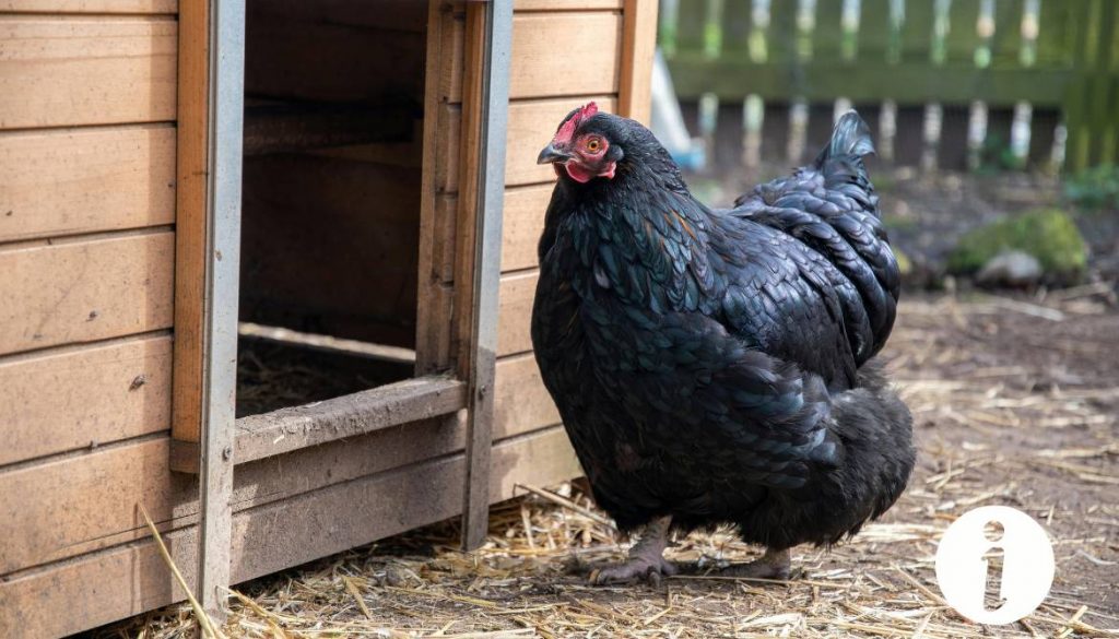 Races de poules à plumes aux pattes : un guide des variétés