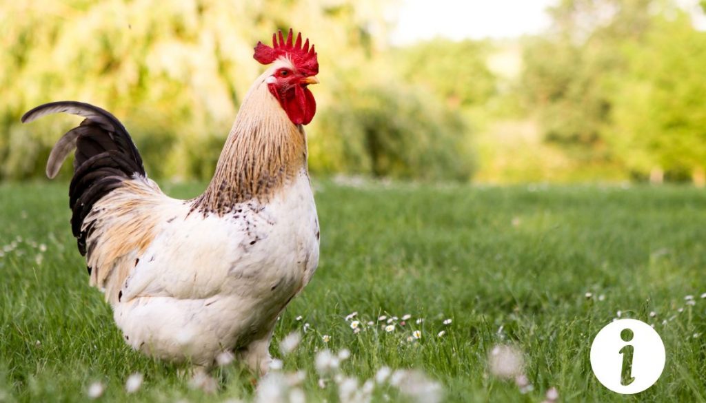 Ronaxan et vente pour poules : Guide d’utilisation vétérinaire