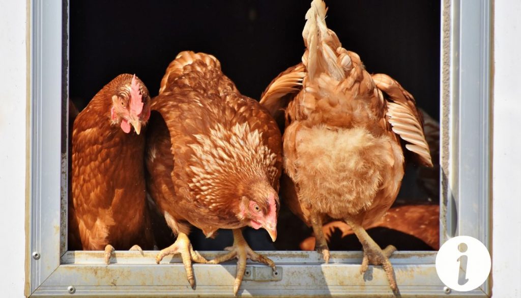 Saignement au croupion chez la poule : Comment réagir rapidement ?