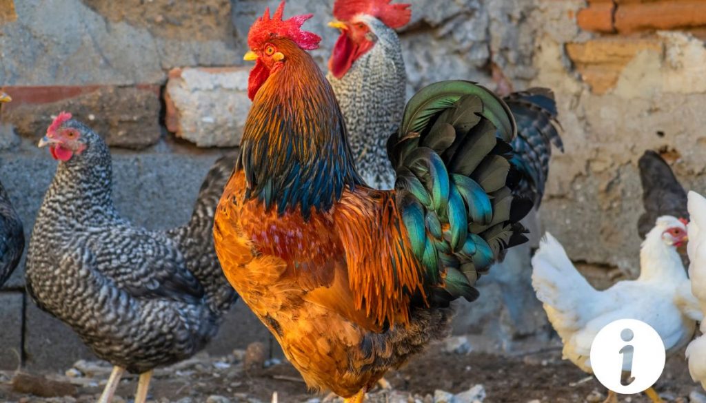 Traitement de la gale des pattes des poules avec du soufre : Méthodes et astuces