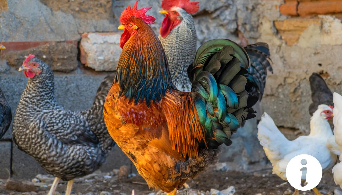 Traitement de la gale des pattes des poules avec du soufre : Méthodes