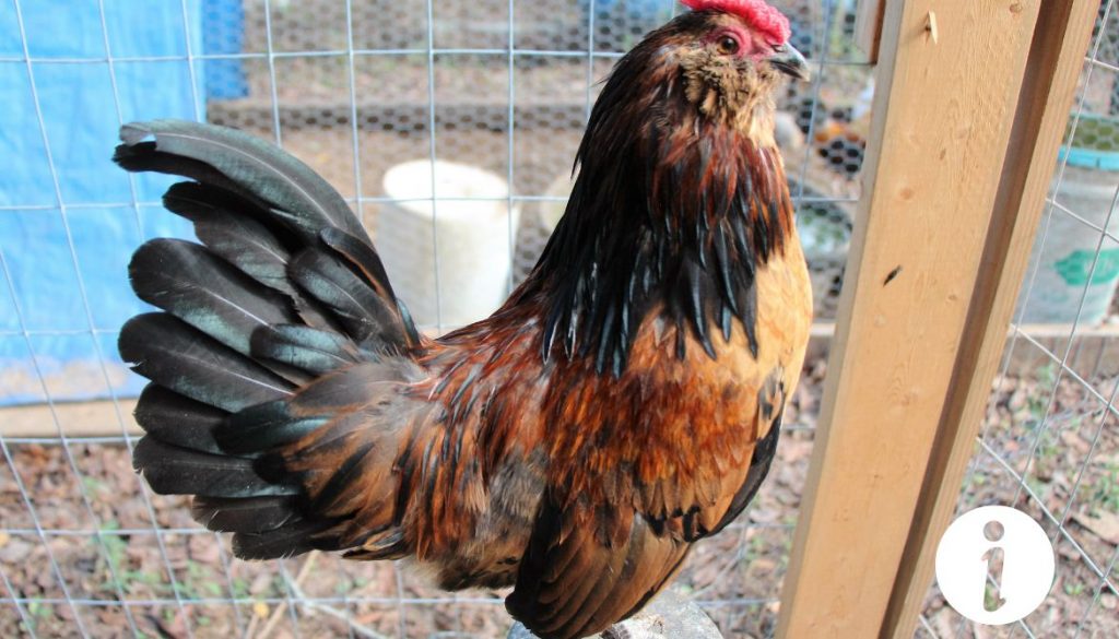 Un coq nain peut-il féconder une grande poule ? Tout sur les croisements