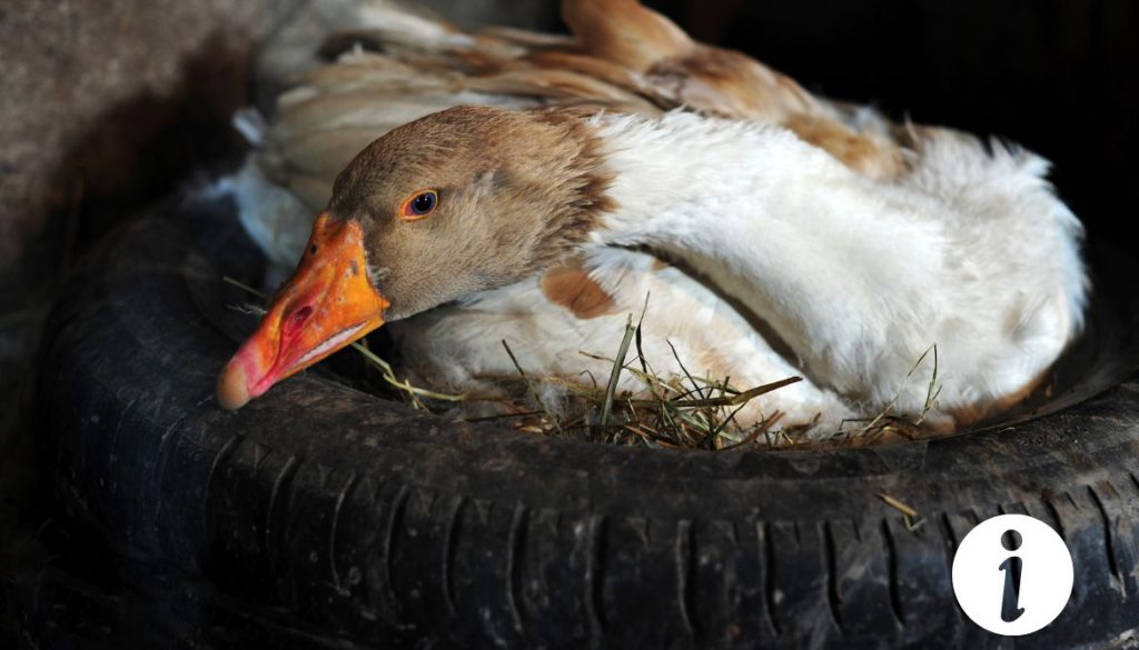 Une oie peut-elle couver des œufs de poule ? Faits et conseils