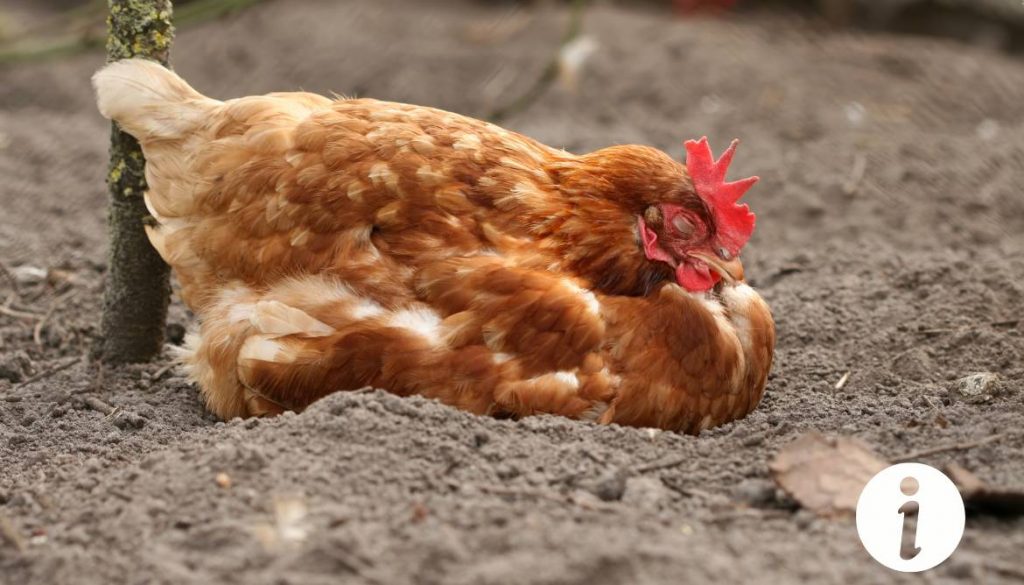 En liberté, une poule revient toujours dormir au même endroit : explications