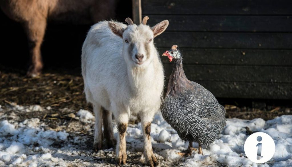 Mes chèvres mangent les graines des poules : comment gérer la cohabitation ?