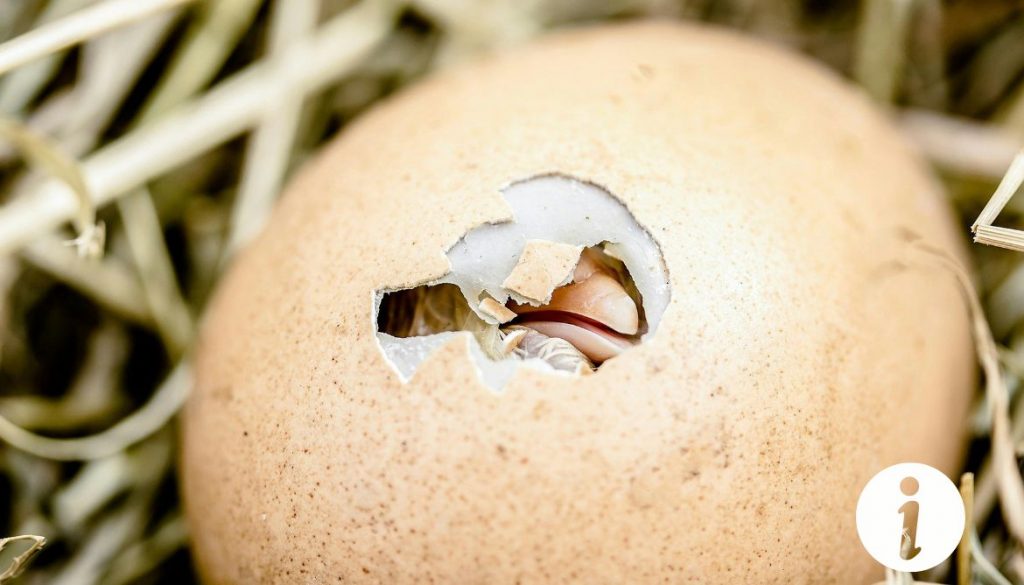 1er-œuf-de-poule--que-faire-et-comment-le-preserver