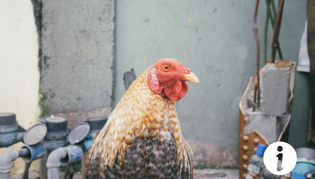 Assommer une poule : méthodes et conséquences à connaître