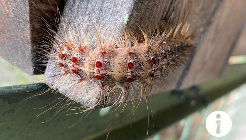 Chenille processionnaire et poules : dangers et préventions