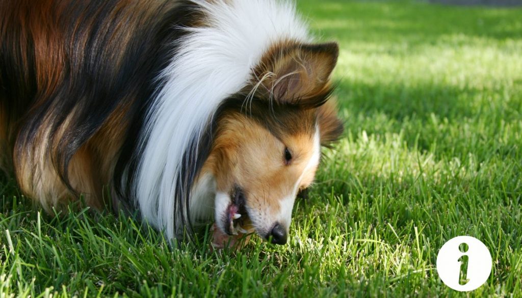 Chien qui mange une poule : que faire en cas d'attaque ?