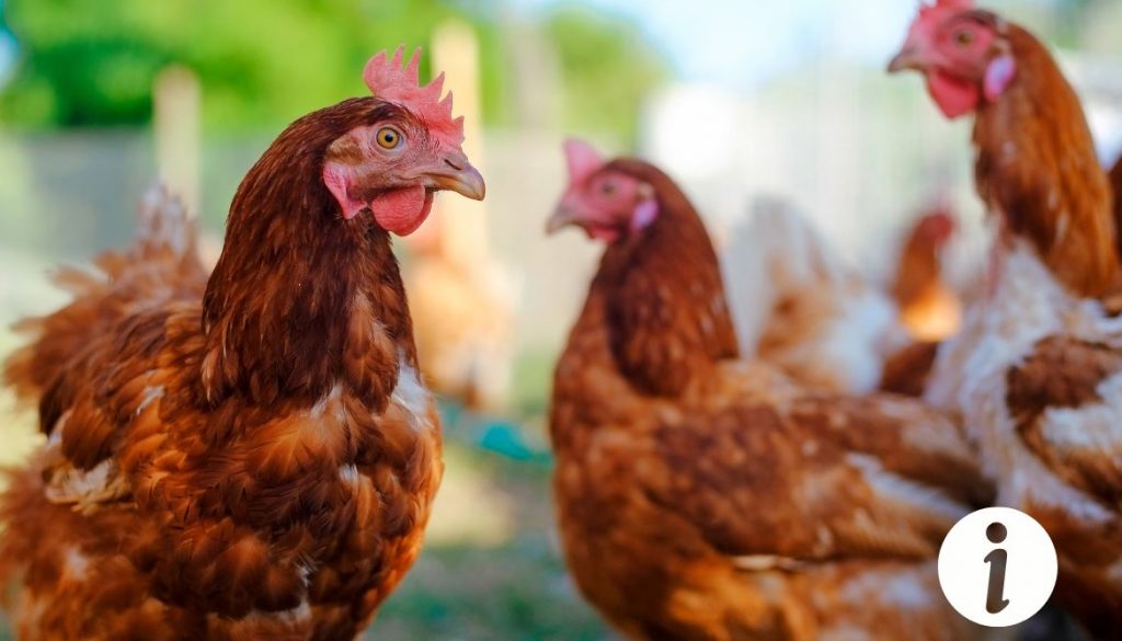 Cloaque de poule sorti : causes et traitements à envisager
