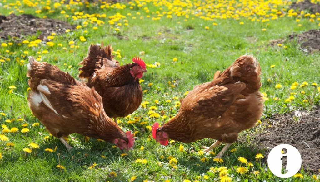 Cohabitation entre poule de soie et poule pondeuse : conseils pratiques