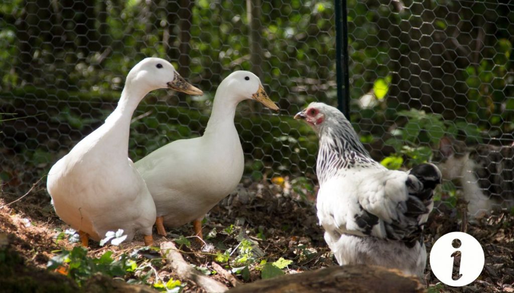 Cohabitation entre poules et canards : conseils pratiques